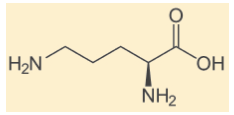 L-Ornithine-Chemical-Structure