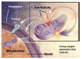 Liveril-Forte-in-Viral-Hepatitis