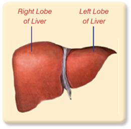 right-and-left-lobe-of-liver